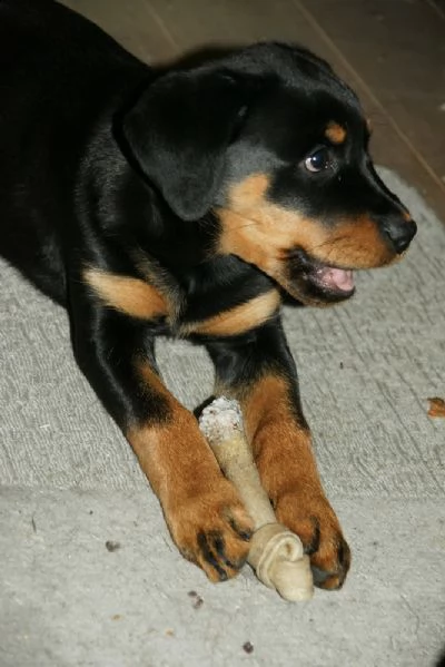 meravigliosa cucciolata di rottweiler