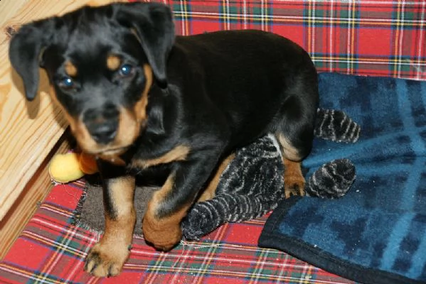 meravigliosa cucciolata di rottweiler | Foto 0