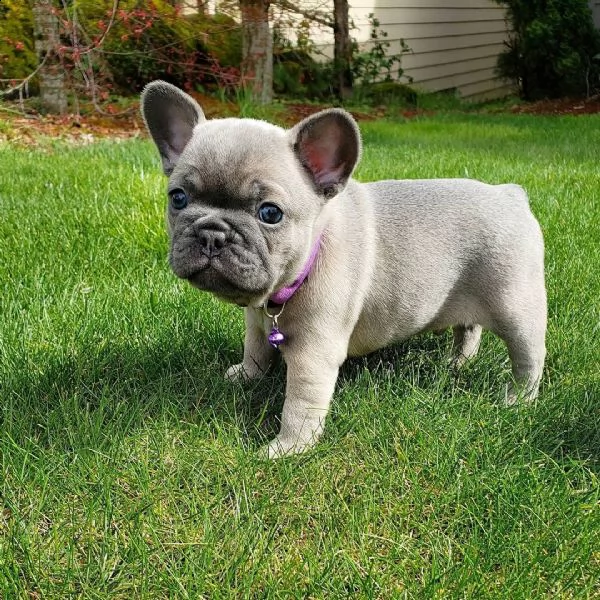  regalo bouledogue francese