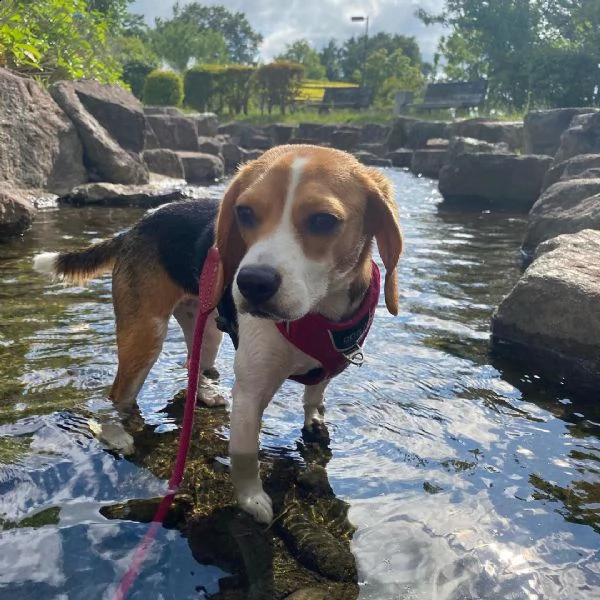 regalo cuccioli dolce e bella beagle stiamo dando questi nostri cuccioli sani maschi e femmine in un