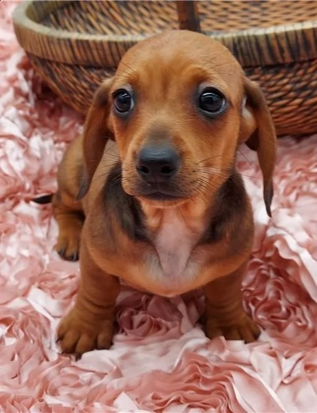  regalo adorabili cuccioli  bassotto femminucce e maschietti disponibili