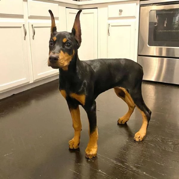 regalo adorabili cuccioli dobermann femminucce e maschietti disponibili verranno ceduti con pedigree