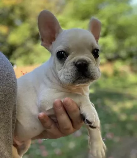  regalo bouledogue francese