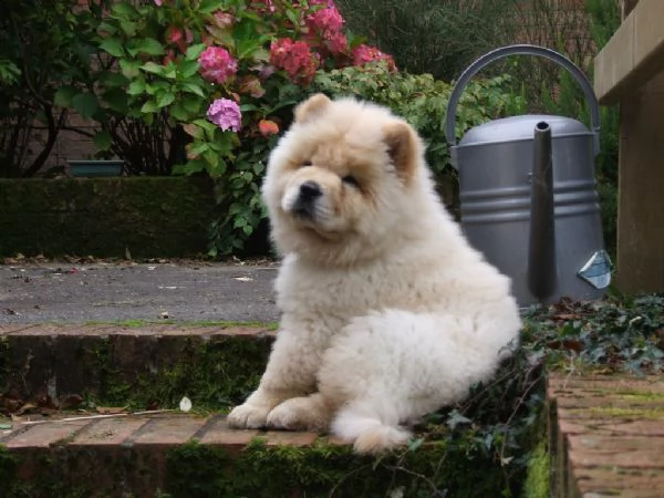 bellissimi cuccioli di chow chow | Foto 2