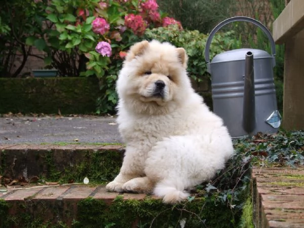 bellissimi cuccioli di chow chow | Foto 1