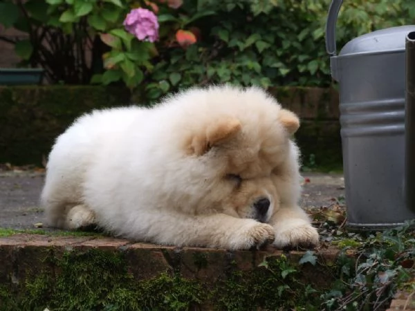 bellissimi cuccioli di chow chow