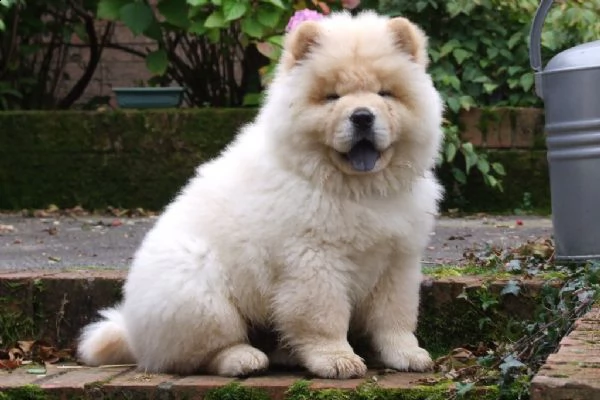 bellissimi cuccioli di chow chow | Foto 0