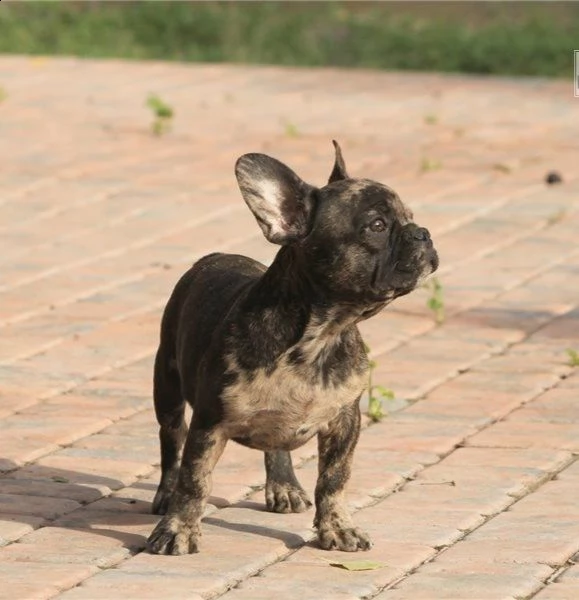  cuccioli di bulldog francese per l'adozione