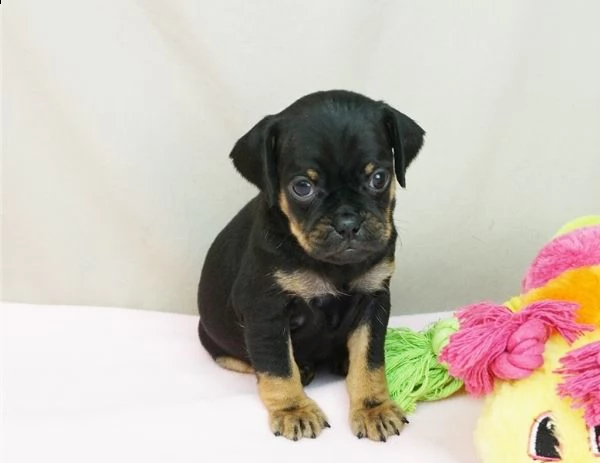 adorabili cuccioli di carlino messi in adozione,