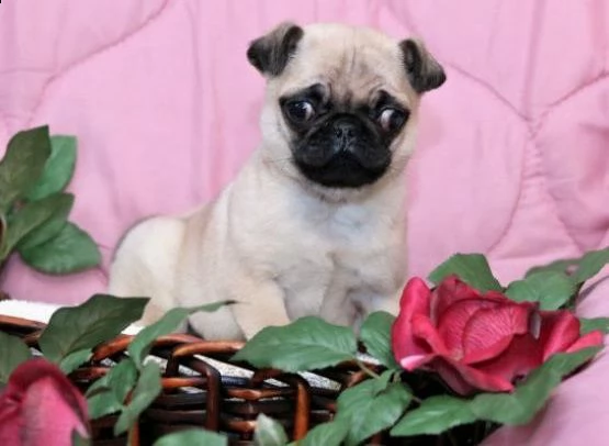 regalo cuccioli di carlino  in pronta consegna provvisti di: • microchip, • due vaccini, • sverminaz