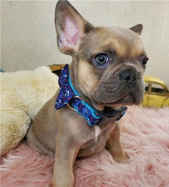 regalo bulldog francese cucciolata