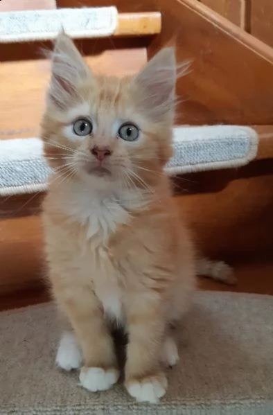 cuccioli maine coon | Foto 0