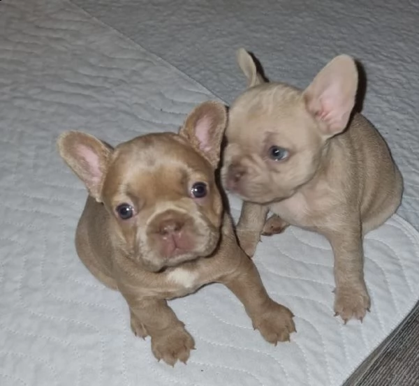 cuccioli di bouledogue francese maschio e femmina | Foto 1