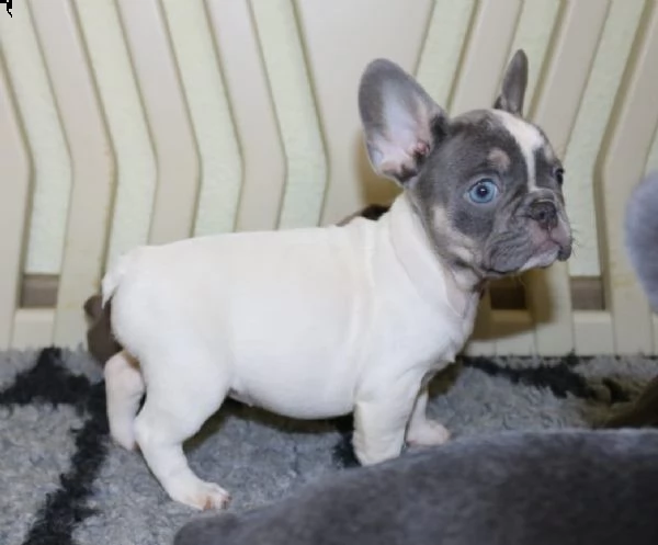  cuccioli di bouledogue francese maschio e femmina | Foto 0