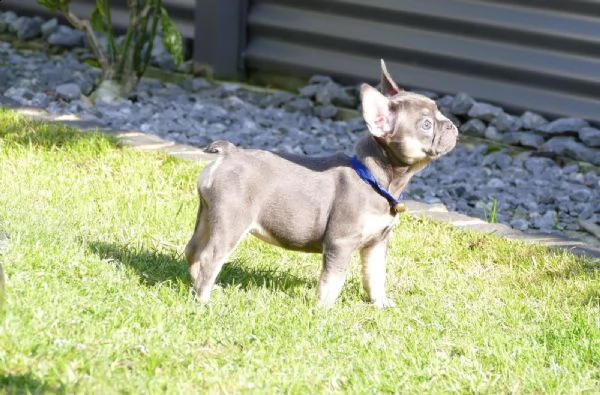  cuccioli di bouledogue francese maschio e femmina