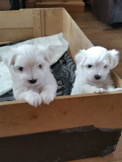 regalo dolci cuccioli maltese per l'adozione...