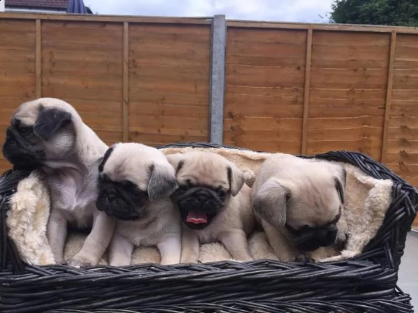 regalo cuccioli di calino..