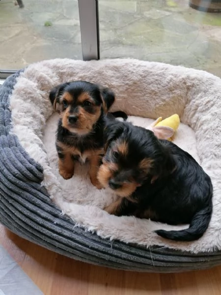 regalo abbiamo avere amorevole yorkie cuccioli per l'adozione..