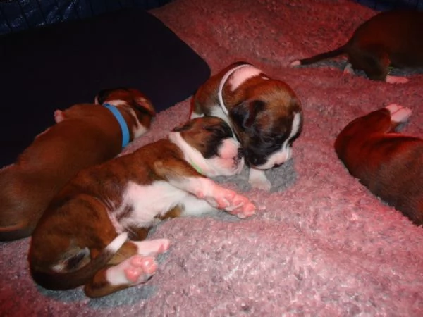 regalo cuccioli di boxer...