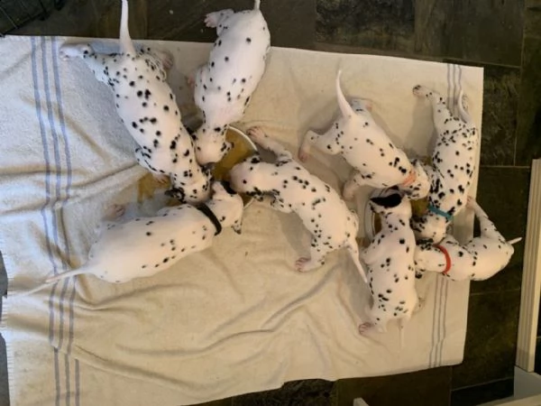  cuccioli di dalmata femminucce e maschietti disponibili .in regalo