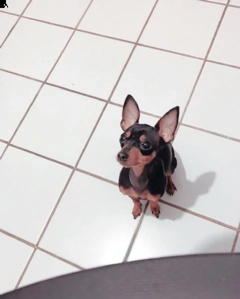 regalo cuccioli di pinscher bellissimi cuccioli disponibili, carattere adorabile ,sono docili ed aff