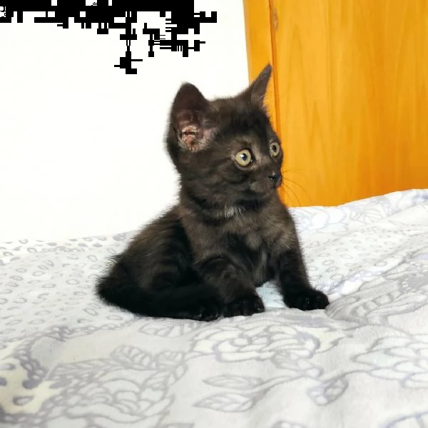 regalo di gattini di bombay   bellissimi gattini disponibili,carattere adorabile,sono docili e affet