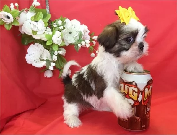 regalo cuccioli di shih tzu  in pronta consegna provvisti di: • microchip, • due vaccini, • svermina