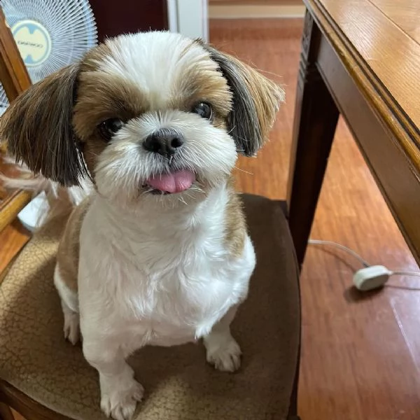 regalo cuccioli shih tzu avente : primi vaccini, passaporto, libretto sanitario, microchip. possibil