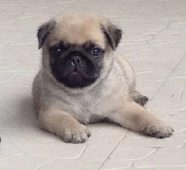 cuccioletto di carlino perfettissimo 