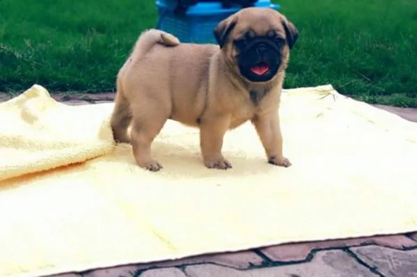 cuccioletto di carlino perfettissimo 