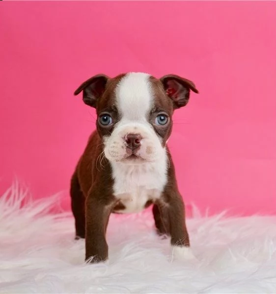 regalo cuccioli di boston terrier disponiamo di una cucciolata di boston terrier ,con microchip,2 va