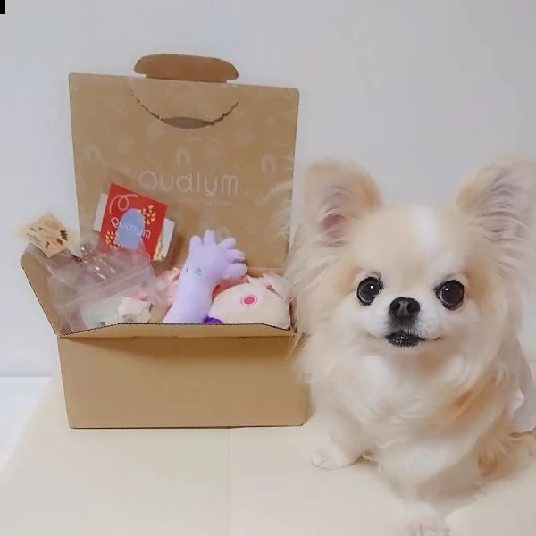 meraviglioso regalo di chihuahua  cuccioli di chihuahua di ottima genealogia, già vaccinati, svermin