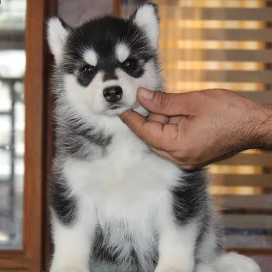 regalo siberian husky con pedigree consegna con : libretto sanitario, vaccini certificati dal veteri