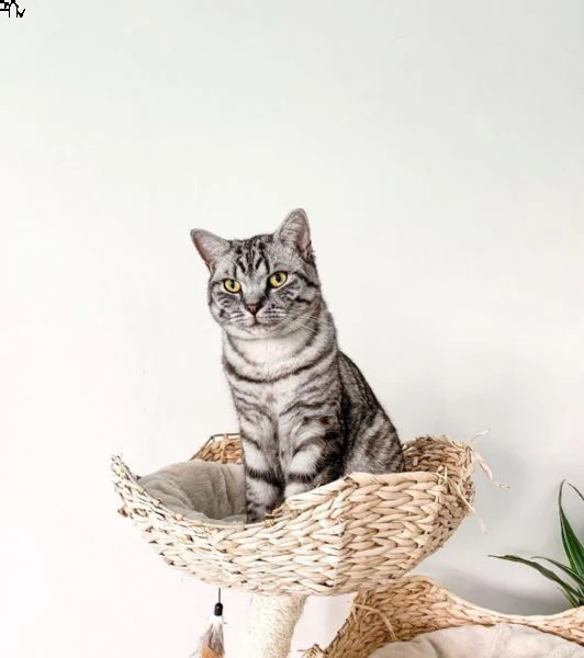 regalo di adorabile gattino di british bello e carino.   uomini e donne pronti per una casa amorevol