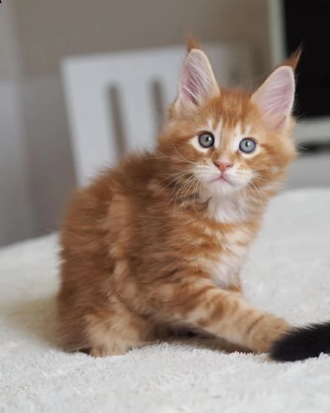   regalo gattini main coon i gattini vengono consegnati con svezzamento, primo vaccino, libretto san