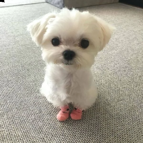 disponiamo cucciolo di maltese mini mini toy dolcissimi intrigantissimi e generosissimi di 2 mesi e 