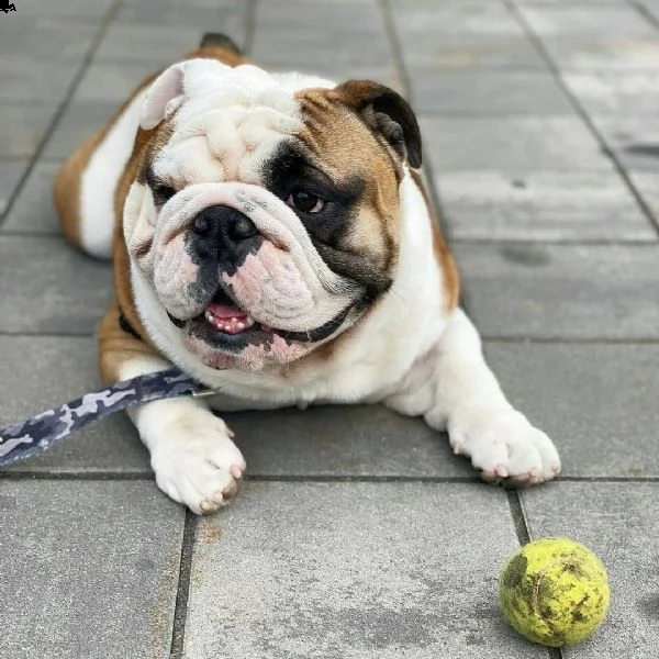 cuccioli inglese bulldog disponibili per adozione cuccioli disponibili bulldog inglese cuccioli disp