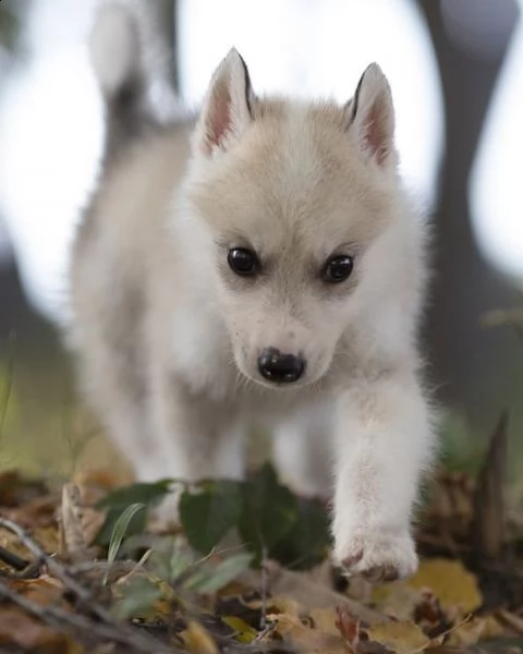 regalo cuccioli di razza siberiano husky consegna con il libretto sanitario,  il michrochip, vaccina