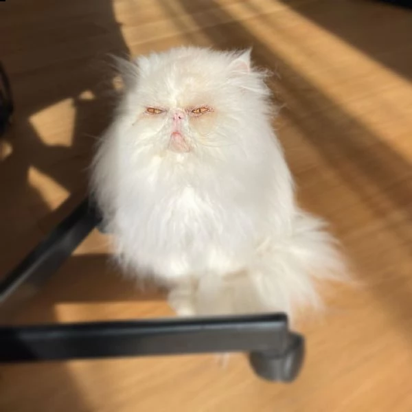 consegna regalo gattino di razza di exotic shorthair con libretto sanitario,   microchip, vaccinato 