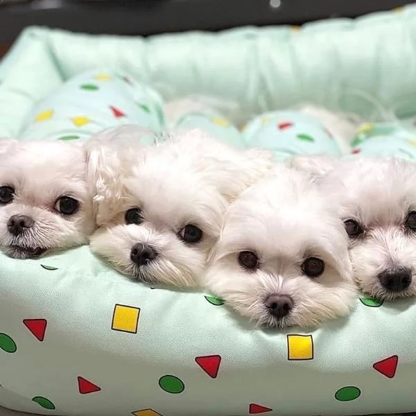 cuccioli di razza maltese nati da genitori sani. tutti i cuccioli sono in ottima salute. sverminati,