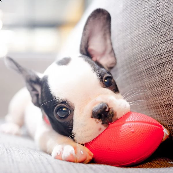 bouledogue francese