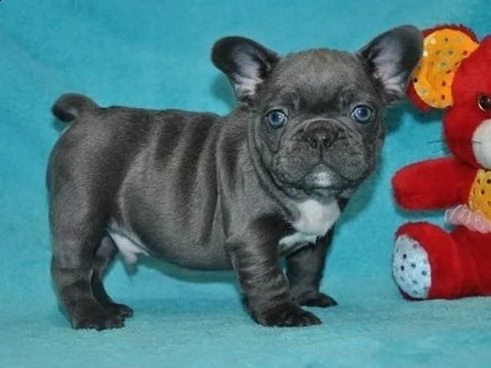 bouledogue francese | Foto 1