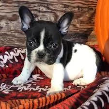 bouledogue francese | Foto 0