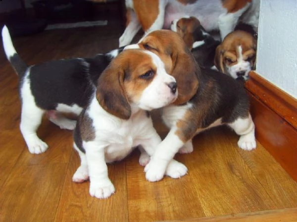 beagle maschi e femmine