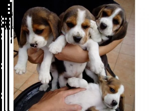 beagle maschi e femmine | Foto 0