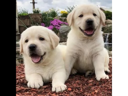 bellissimi cuccioli di labrador retriever