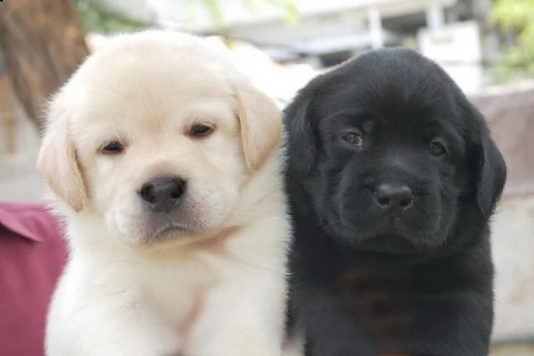 bellissimi cuccioli di labrador retriever | Foto 0