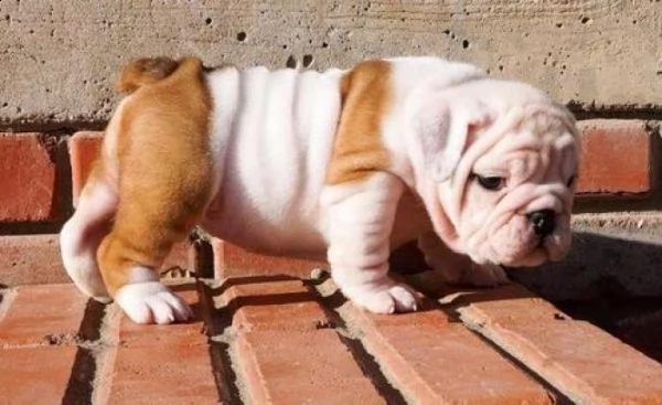 cuccioli di bulldog inglese | Foto 1