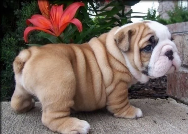 cuccioli di bulldog inglese | Foto 0
