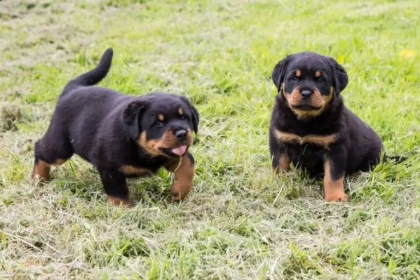 cuccioli di rottweiller